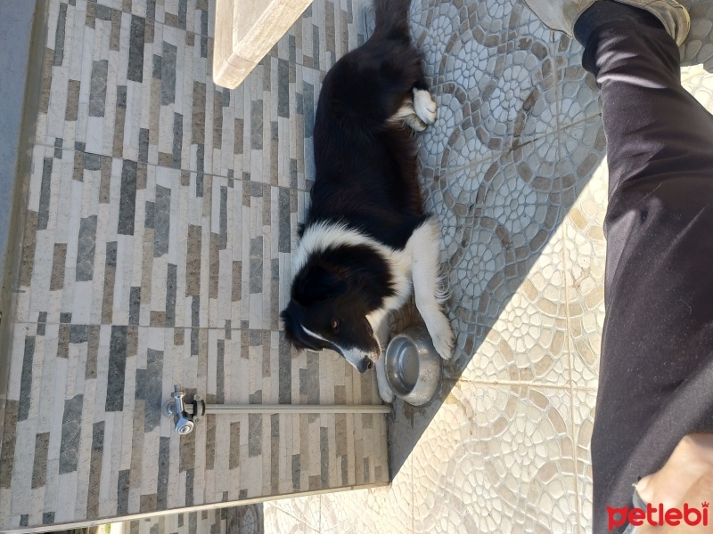 Border Collie, Köpek  Maça fotoğrafı