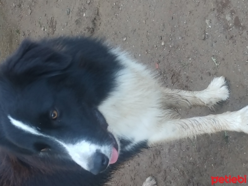 Border Collie, Köpek  Maça fotoğrafı