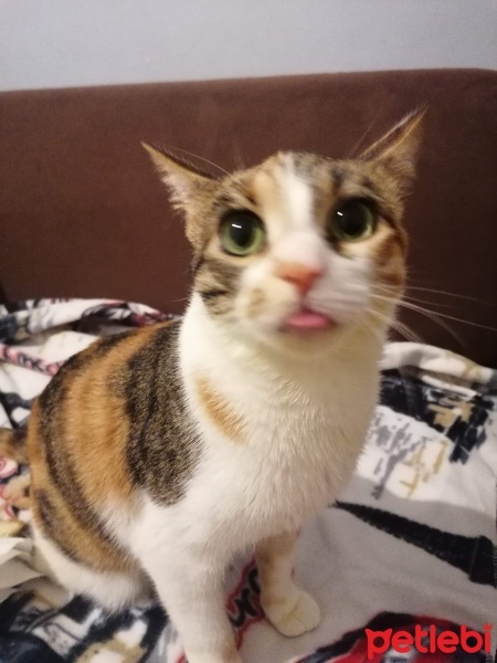 Tekir Kedi, Kedi  Badem fotoğrafı
