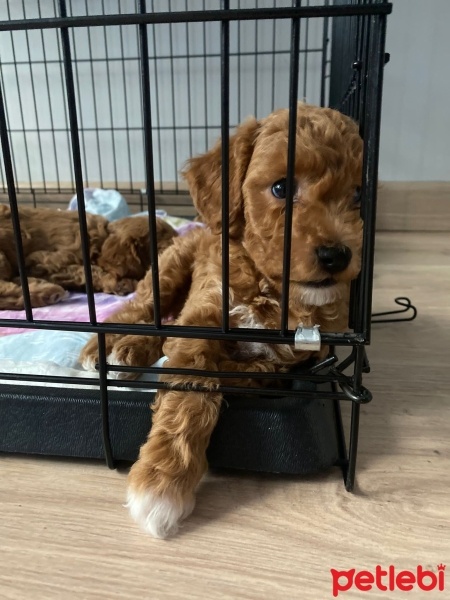 Poodle(Standart Kaniş), Köpek  Kali fotoğrafı