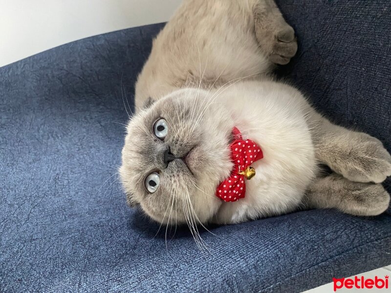 British Shorthair, Kedi  Arya fotoğrafı