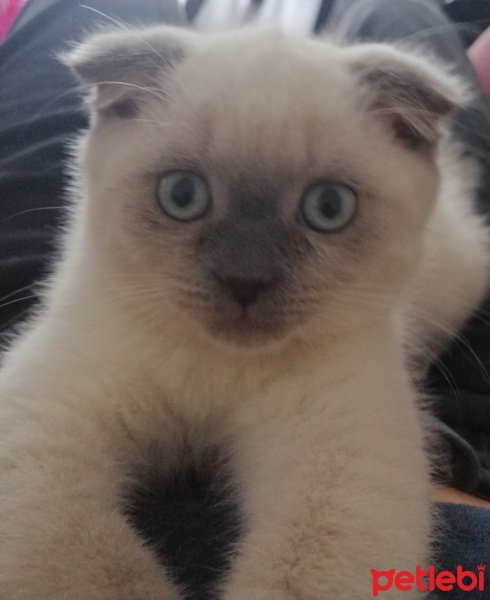 Scottish Fold, Kedi  Odin fotoğrafı
