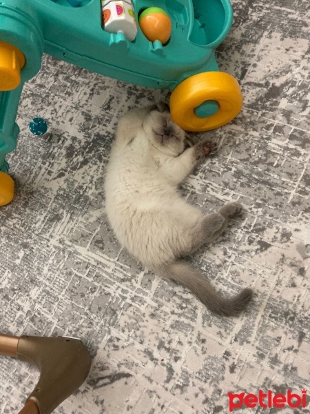 Scottish Fold, Kedi  Odin fotoğrafı