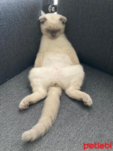 Scottish Fold, Kedi  Odin fotoğrafı