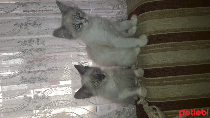 Siyam Kedisi, Kedi  Lolka miledi fotoğrafı