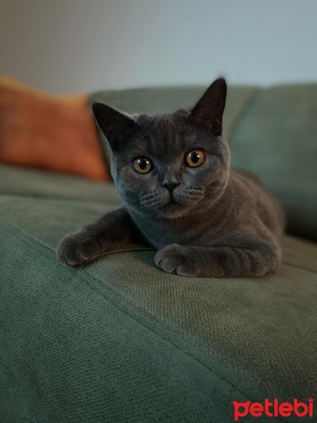 British Shorthair, Kedi  Gece fotoğrafı