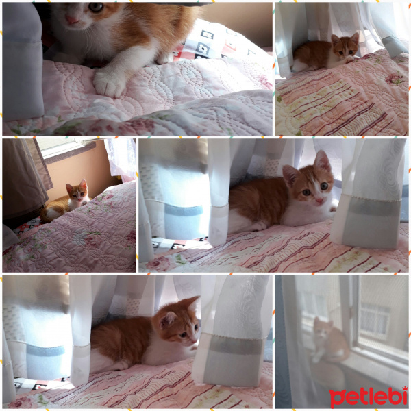 Tekir Kedi, Kedi  Mincir fotoğrafı