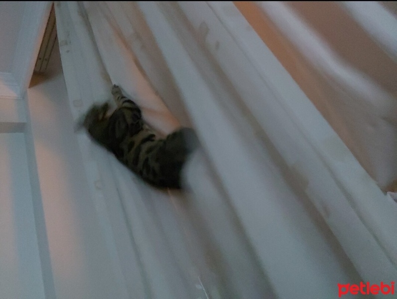 Bengal, Kedi  Kashmir fotoğrafı