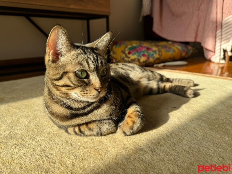 Bengal, Kedi  Kashmir fotoğrafı