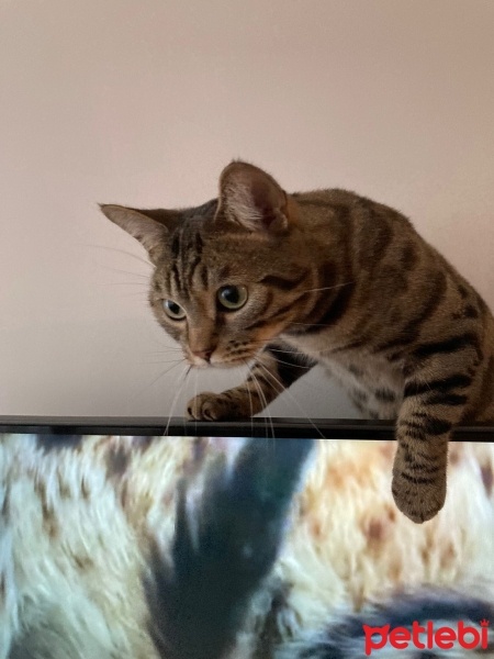 Bengal, Kedi  Kashmir fotoğrafı