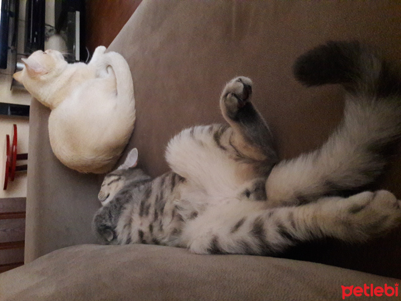 British Shorthair, Kedi  Demir&Melem fotoğrafı