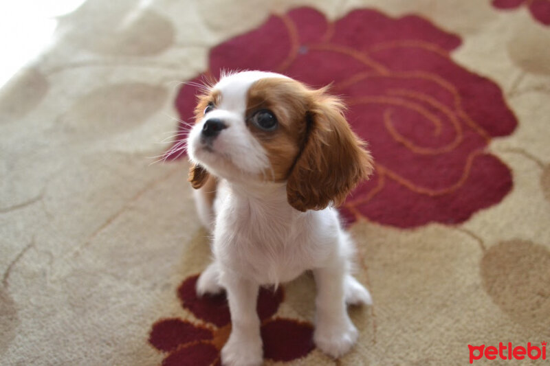 Cavalier King Charles Spanieli, Köpek  Hera  fotoğrafı