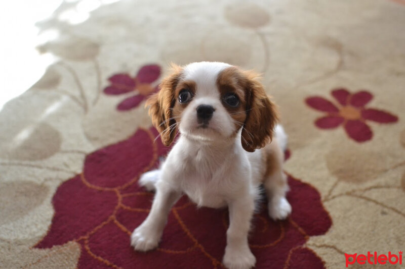 Cavalier King Charles Spanieli, Köpek  Hera  fotoğrafı