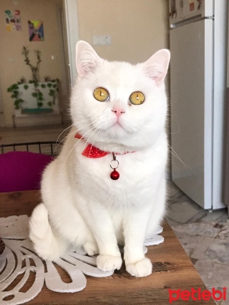 British Shorthair, Kedi  Sütlaç fotoğrafı