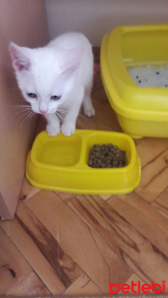 Ankara Kedisi, Kedi  pamuk fotoğrafı