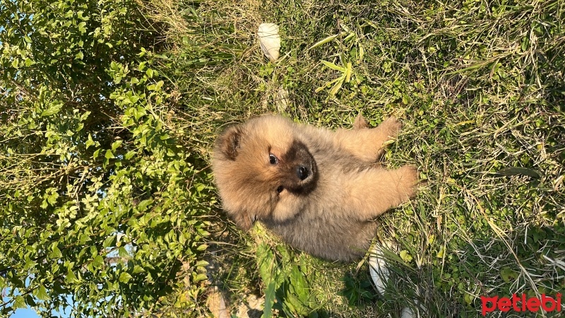 Chow Chow (çin Aslanı), Köpek  Leo fotoğrafı