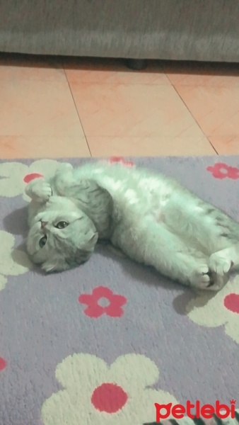 Scottish Fold, Kedi  inci fotoğrafı