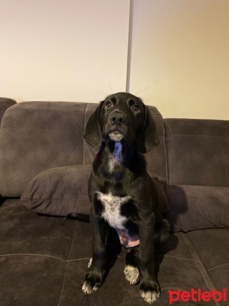Labrador Retriever, Köpek  LOKİ fotoğrafı