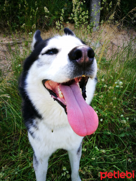 Sibirya Kurdu (Husky), Köpek  Lucky fotoğrafı