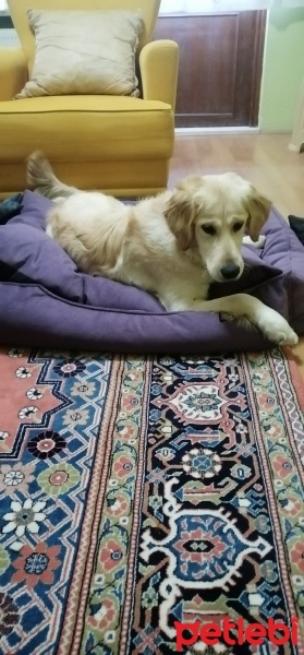 Golden Retriever, Köpek  Luna fotoğrafı