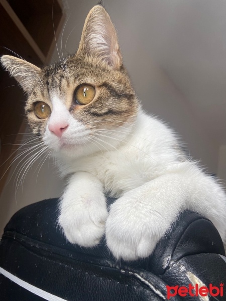 Tekir Kedi, Kedi  Uysal tuvalet eğitimi olan 1 yaşında tekir pofuduk fotoğrafı