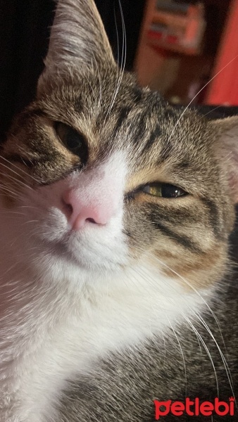 Tekir Kedi, Kedi  Uysal tuvalet eğitimi olan 1 yaşında tekir pofuduk fotoğrafı