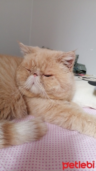 Exotic Shorthair, Kedi  BAL fotoğrafı