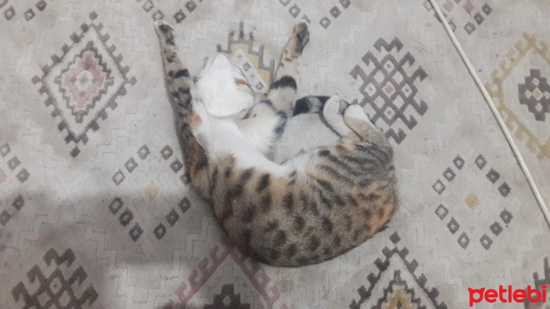 Tekir Kedi, Kedi  pamuk fotoğrafı