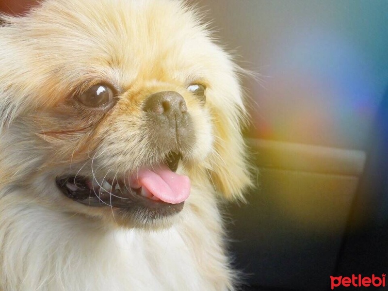 Pekingese, Köpek  Eddie fotoğrafı