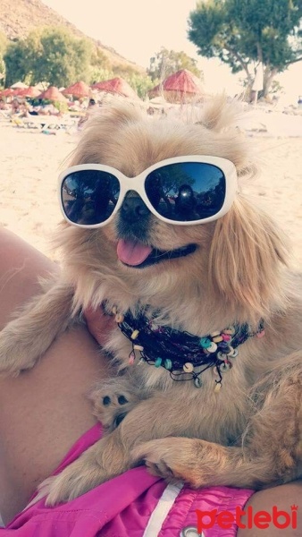 Pekingese, Köpek  Eddie fotoğrafı