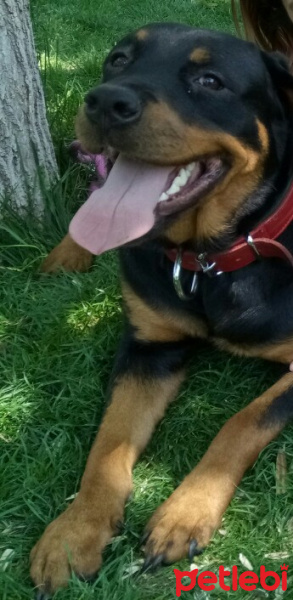 Rottweiler, Köpek  Tatiana fotoğrafı
