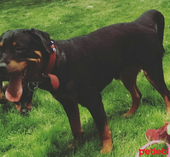 Rottweiler, Köpek  Tatiana fotoğrafı
