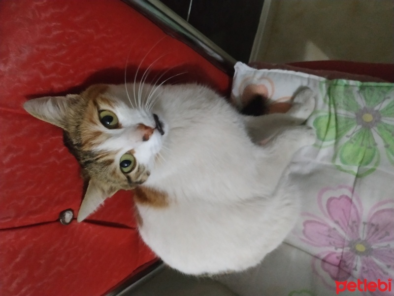 Tekir Kedi, Kedi  Limon fotoğrafı