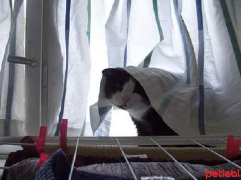 Tuxedo (Smokin) Kedi, Kedi  lira fotoğrafı