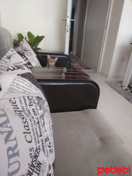Tekir Kedi, Kedi  Pookie fotoğrafı
