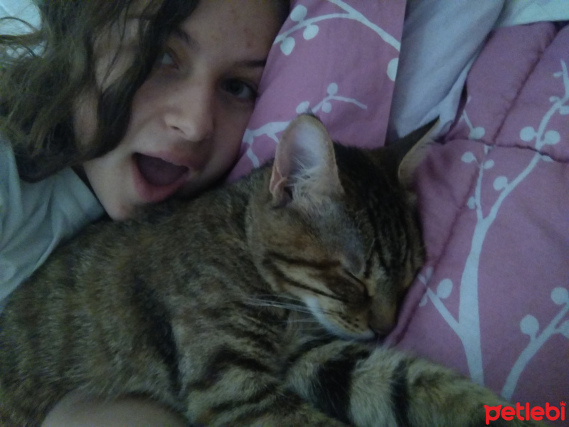 Tekir Kedi, Kedi  Pookie fotoğrafı