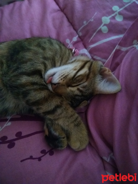 Tekir Kedi, Kedi  Pookie fotoğrafı