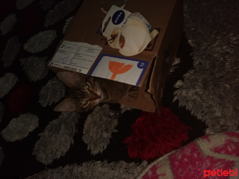 Tekir Kedi, Kedi  Pookie fotoğrafı