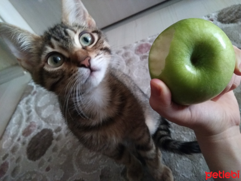 Tekir Kedi, Kedi  Pookie fotoğrafı