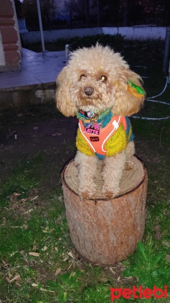Poodle (Minyatür Kaniş), Köpek  Latte fotoğrafı