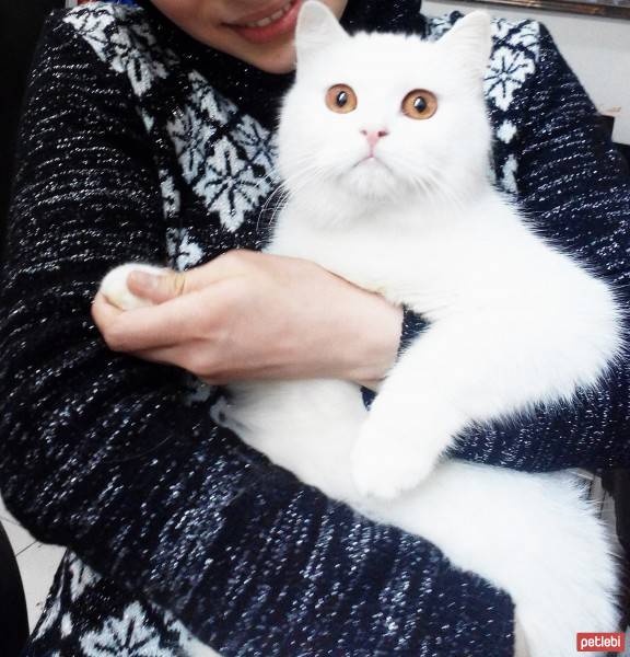 British Shorthair, Kedi  hürrem fotoğrafı