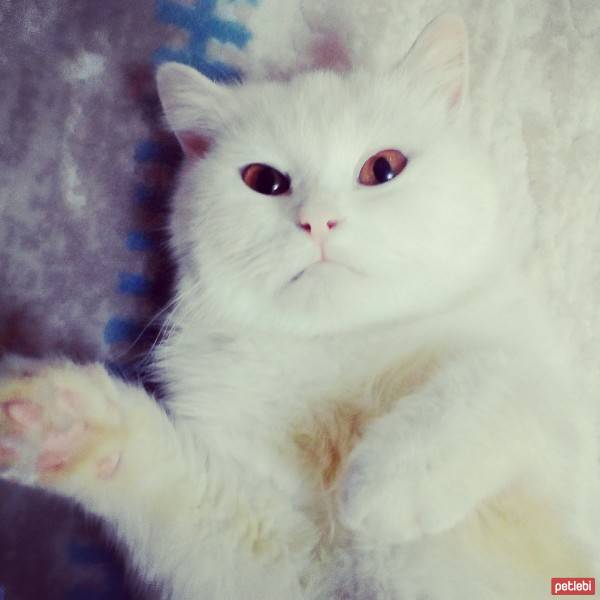 British Shorthair, Kedi  hürrem fotoğrafı