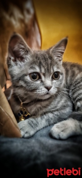 British Shorthair, Kedi  Duman fotoğrafı