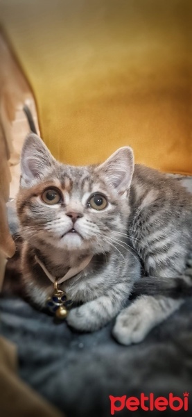 British Shorthair, Kedi  Duman fotoğrafı
