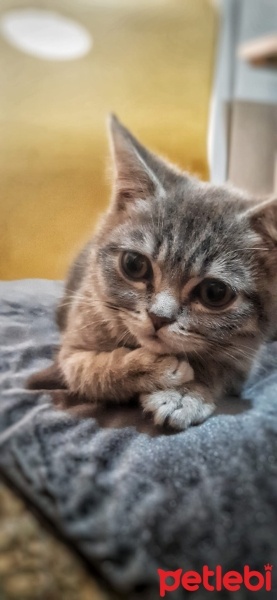 British Shorthair, Kedi  Duman fotoğrafı