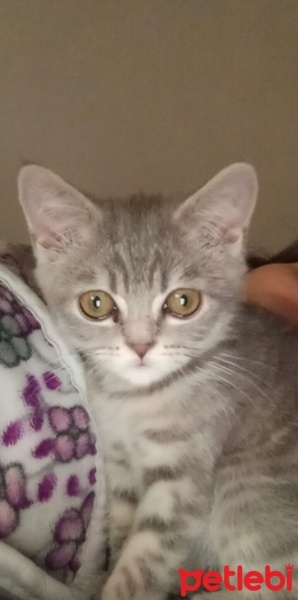 British Shorthair, Kedi  Duman fotoğrafı