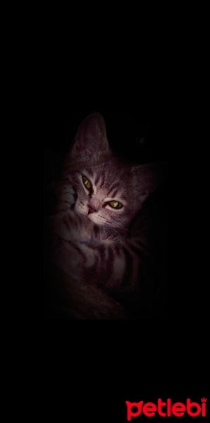 British Shorthair, Kedi  Duman fotoğrafı