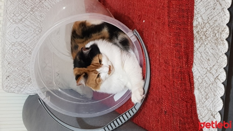 Sarman, Kedi  Esila fotoğrafı