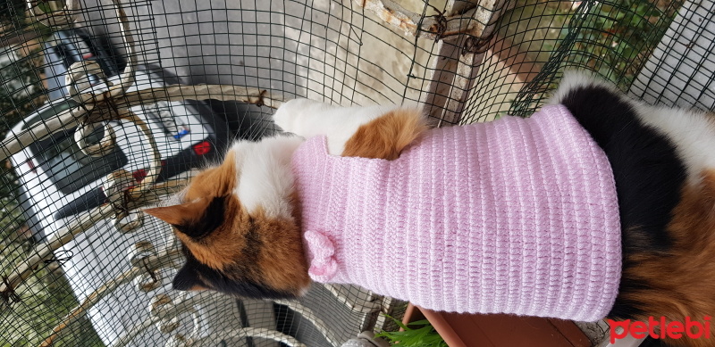 Sarman, Kedi  Esila fotoğrafı