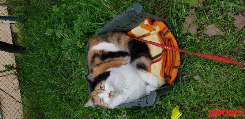 Sarman, Kedi  Esila fotoğrafı